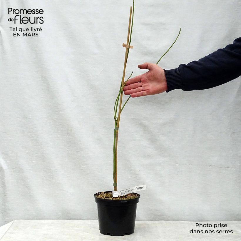 Spécimen de Sesbania punicea - Flamboyant d'Hyères Pot de 2L/3L tel que livré au printemps