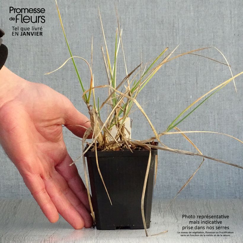 Spécimen de Sesleria argentea - Seslérie argentée Godet de 8/9 cm tel que livré en hiver