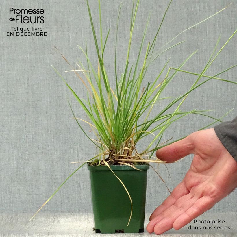 Spécimen de Sesleria autumnalis - Seslérie d'automne Godet de 8/9 cm tel que livré en hiver