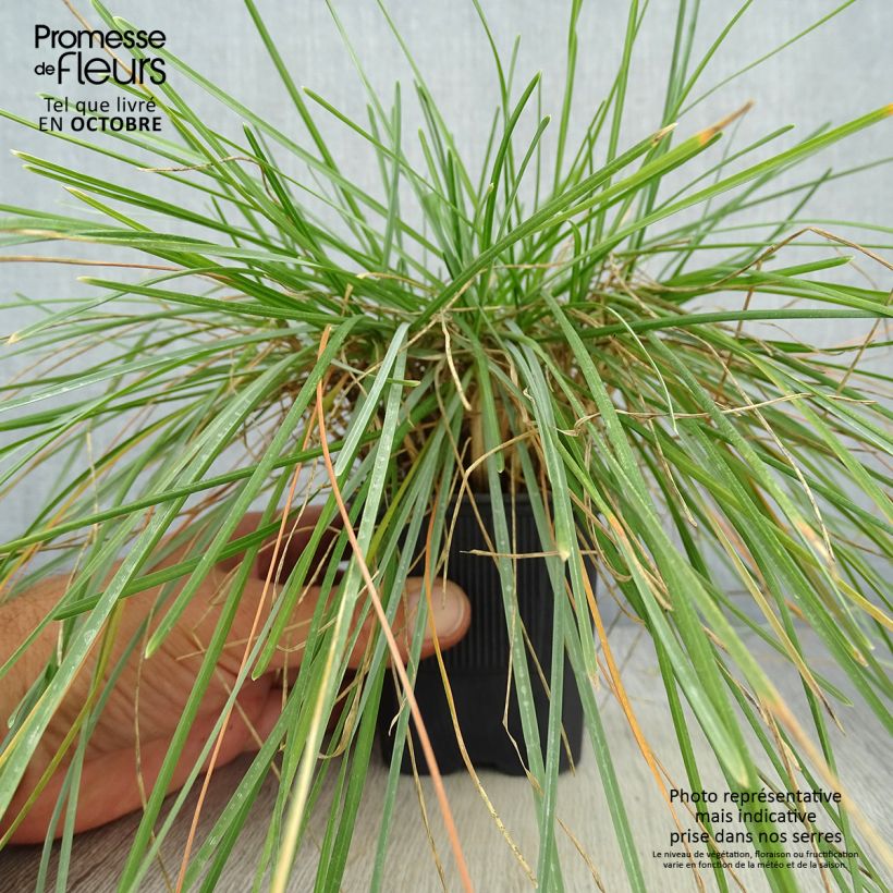 Spécimen de Sesleria caerulea - Seslérie bleue Godet de 8/9 cm tel que livré en automne
