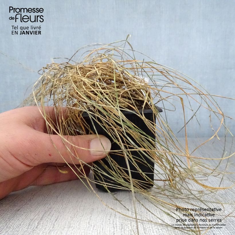 Spécimen de Sesleria caerulea - Seslérie bleue Godet de 8/9 cm tel que livré en hiver