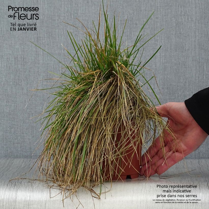 Spécimen de Sesleria caerulea - Seslérie bleue Pot de 1L/1,5L tel que livré en hiver