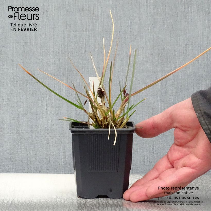 Spécimen de Sesleria heufleriana - Seslerie Godet de 8/9 cm tel que livré en hiver