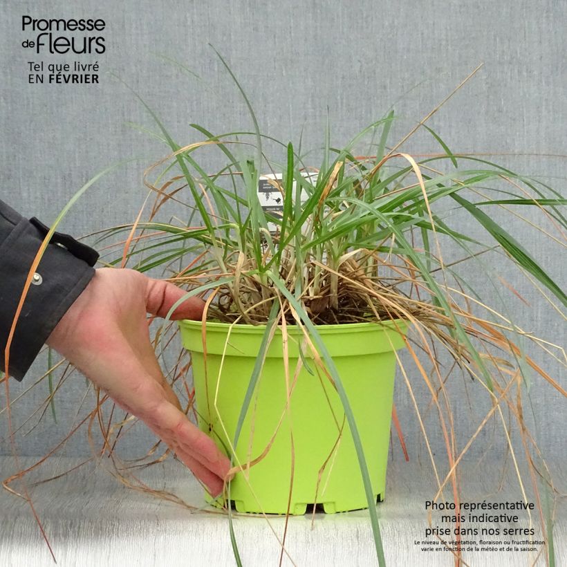 Spécimen de Sesleria heufleriana - Seslerie Pot de 2L/3L tel que livré en hiver