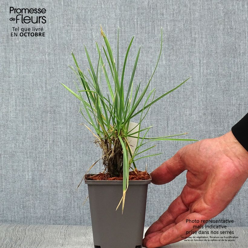 Spécimen de Sesleria nitida - Seslérie Godet de 8/9 cm tel que livré en automne