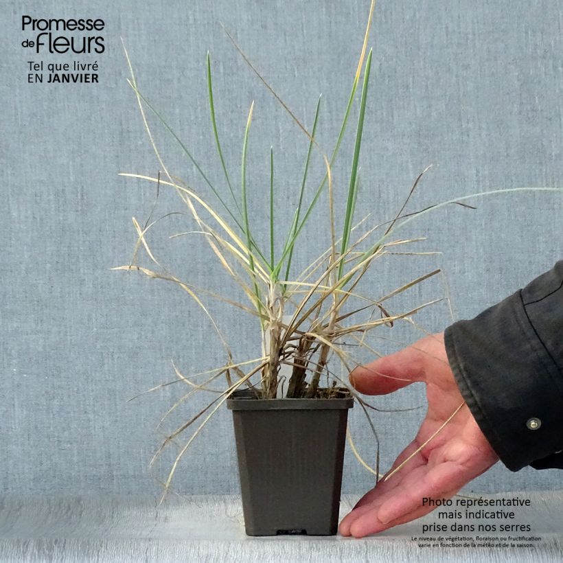Spécimen de Sesleria nitida - Seslérie Godet de 8/9 cm tel que livré en hiver