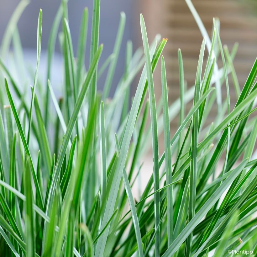 Sesleria heufleriana Blue Porcupine - Seslerie (Feuillage)