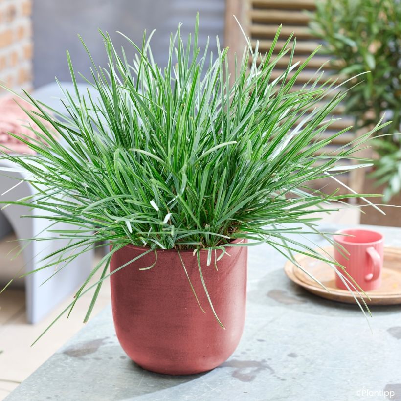 Sesleria heufleriana Blue Porcupine - Seslerie (Port)
