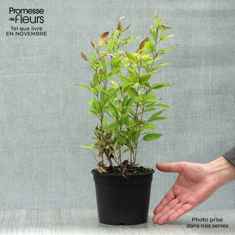 Spécimen de Shibataea kumasaca - Bambou nain Pot de 2L/3L tel que livré en automne