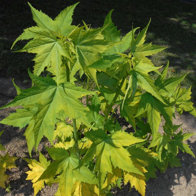 Sida hermaphrodita (Hábito)