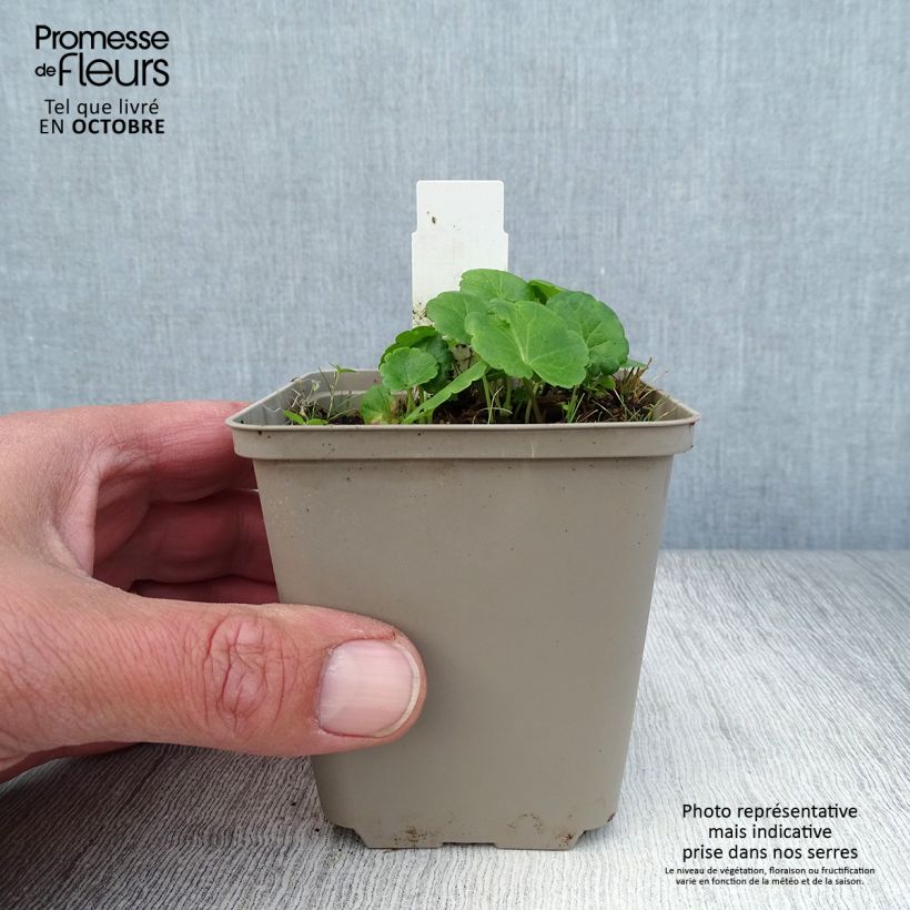 Spécimen de Sidalcea Little Princess - Sidalcée Godet de 8/9 cm tel que livré en automne