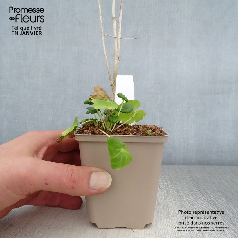 Spécimen de Sidalcea Little Princess - Sidalcée Godet de 8/9 cm tel que livré en hiver