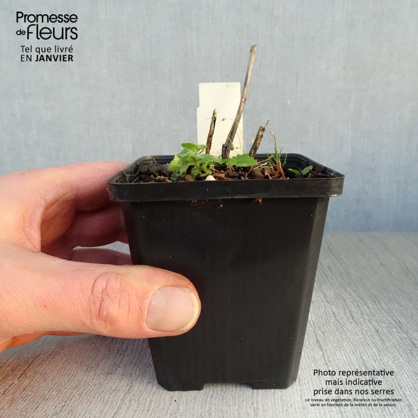 Spécimen de Sidalcea Party Girl - Sidalcée Godet de 8/9 cm tel que livré en hiver