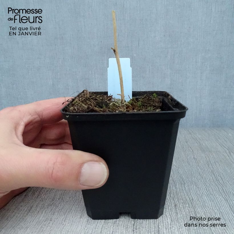 Spécimen de Sidalcea malviflora Elsie Heugh, Sidalcée Godet de 8/9 cm tel que livré en hiver