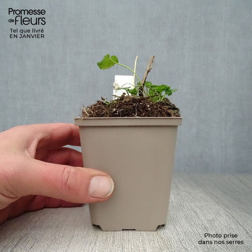 Spécimen de Sidalcea oregana Brilliant - Sidalcée Godet de 8/9 cm tel que livré en hiver