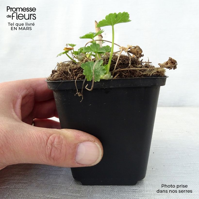 Spécimen de Sidalcea ou sidalcée candida Godet de 8/9 cm tel que livré au printemps