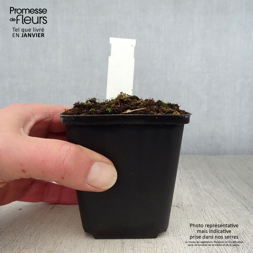 Spécimen de Sidalcea ou sidalcée candida Godet de 8/9 cm tel que livré en hiver