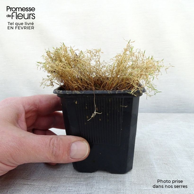 Spécimen de Silene acaulis Godet de 7/8 cm tel que livré en hiver