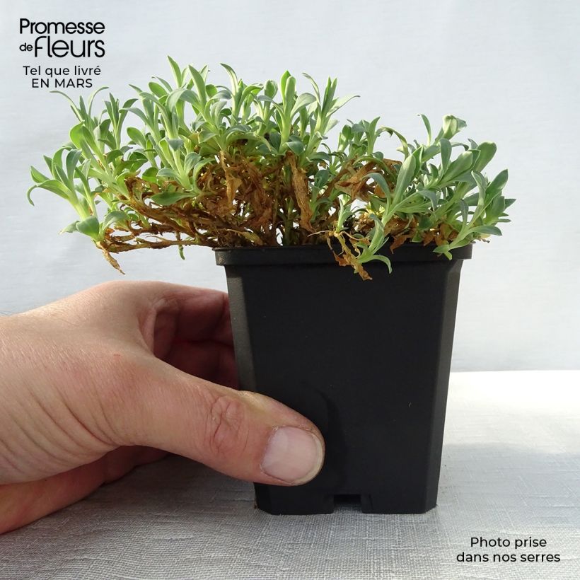 Spécimen de Silène maritime Weisskehlchen - Silène maritime Godet de 8/9 cm tel que livré au printemps