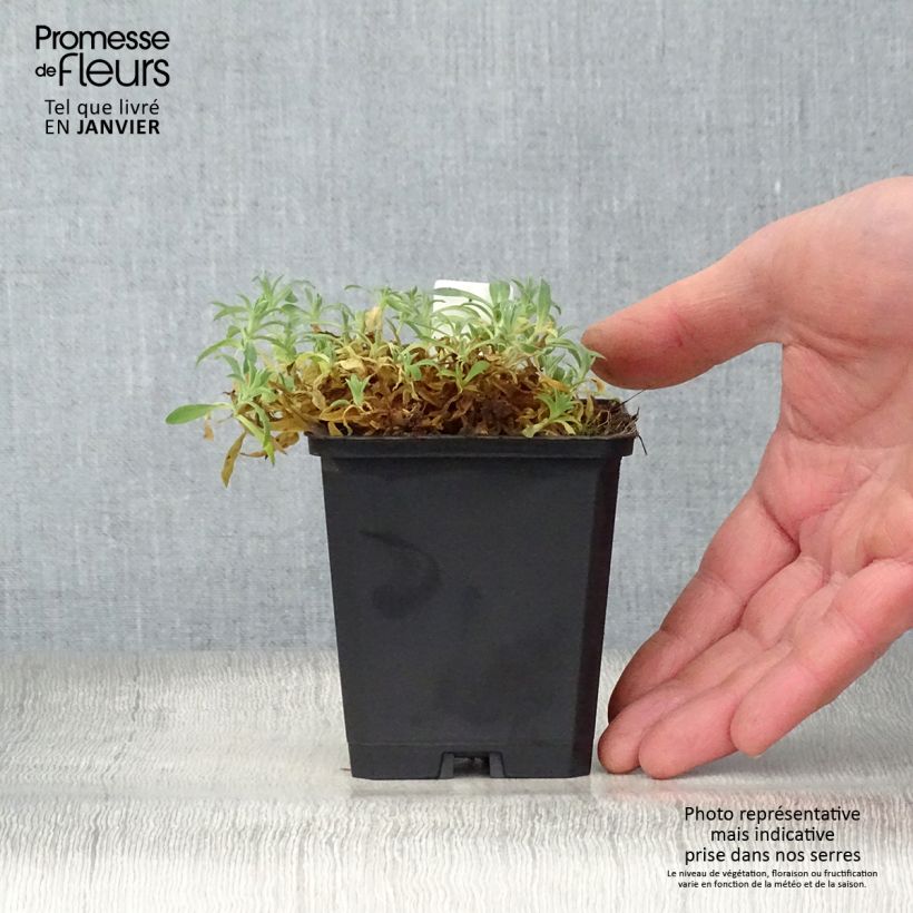 Spécimen de Silène maritime Weisskehlchen - Silène maritime Godet de 8/9 cm tel que livré en hiver