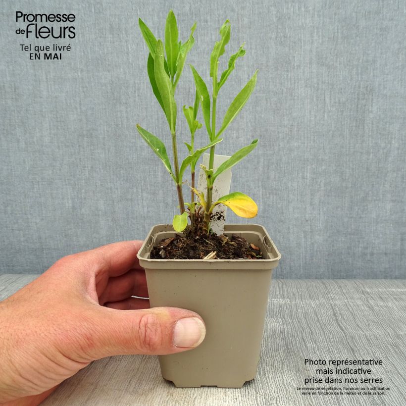 Spécimen de Silene regia - Silène royal Godet de 8/9 cm tel que livré au printemps