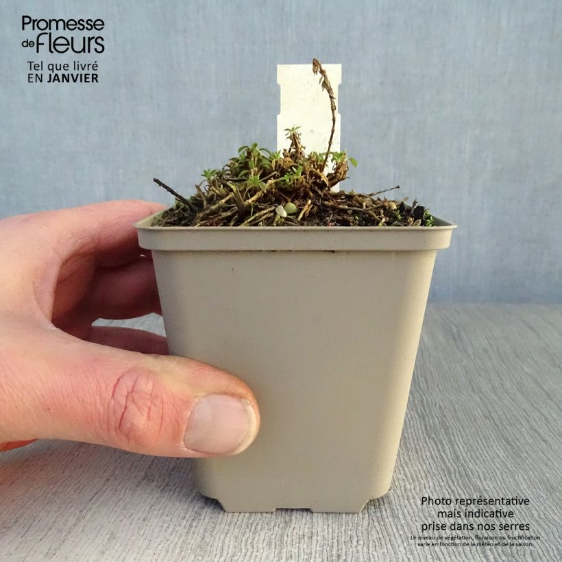 Spécimen de Silène schafta Godet de 8/9 cm tel que livré en hiver