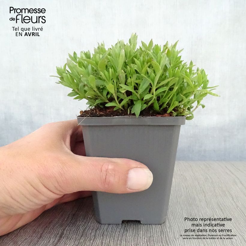 Spécimen de Silène schafta Godet de 8/9 cm tel que livré au printemps