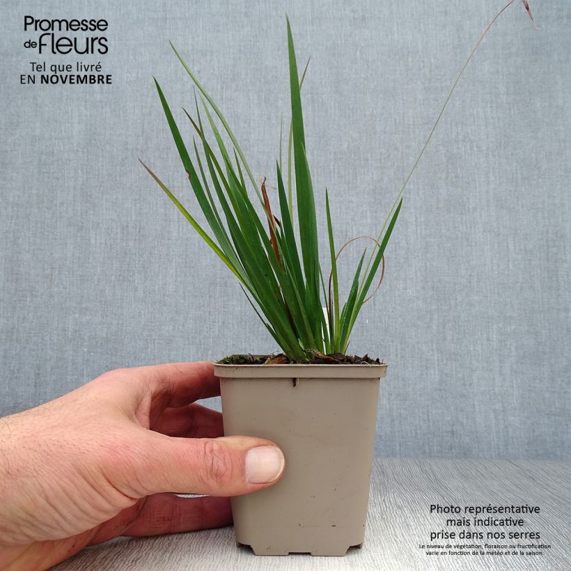 Spécimen de Sisyrinchium Lucerne - Bermudienne hybride Godet de 8/9 cm tel que livré en automne