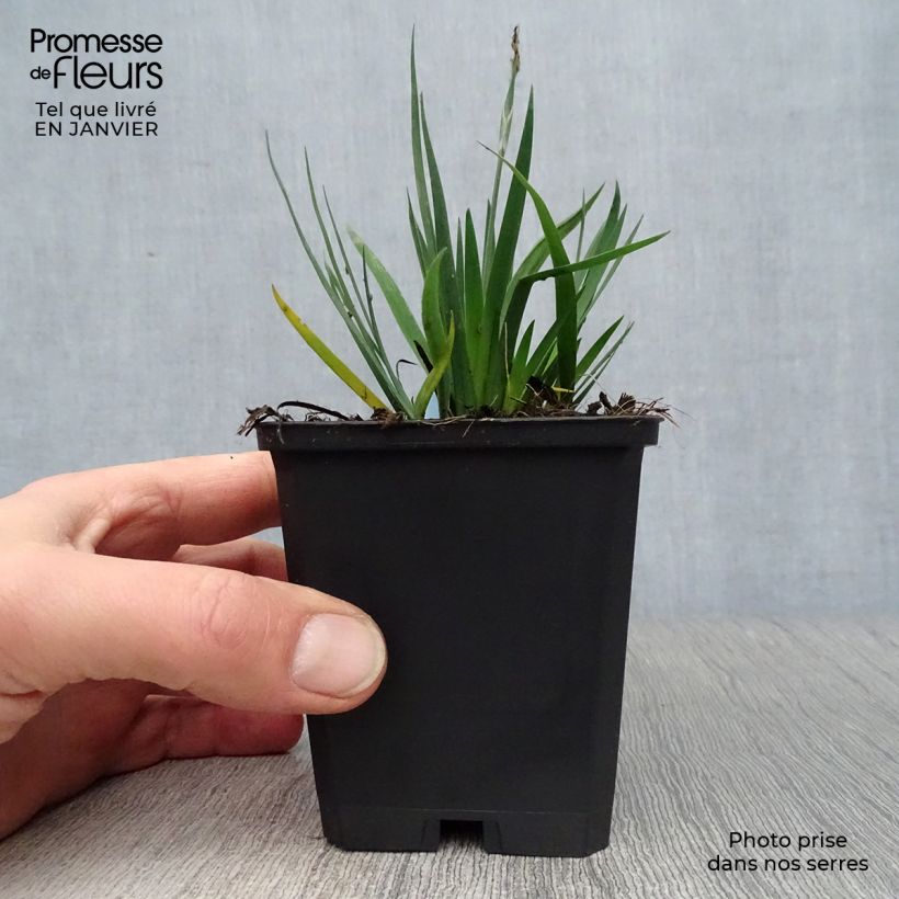 Spécimen de Sisyrinchium bellum  Godet de 8/9 cm tel que livré en hiver