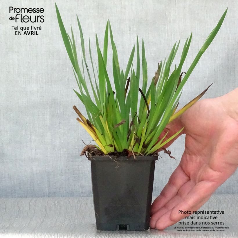 Spécimen de Sisyrinchium bellum  Godet de 8/9 cm tel que livré au printemps