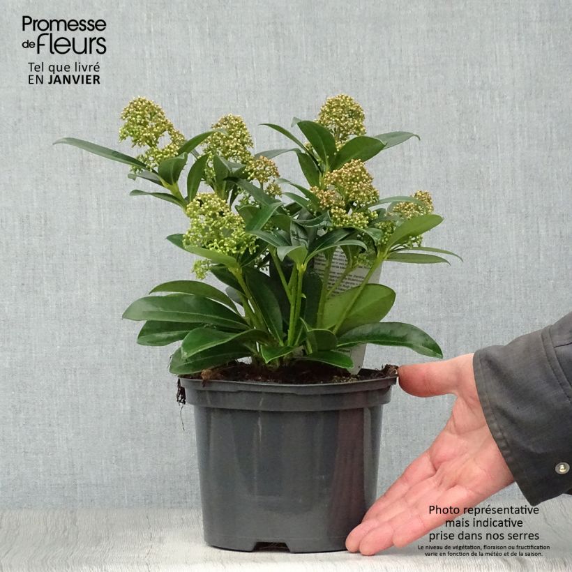 Spécimen de Skimmia japonica Fragrant Cloud Pot de 2L/3L tel que livré en hiver