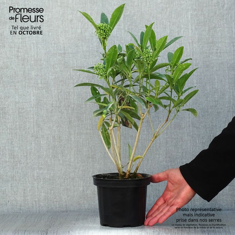 Spécimen de Skimmia japonica Kew Green Pot de 2L/3L tel que livré en automne