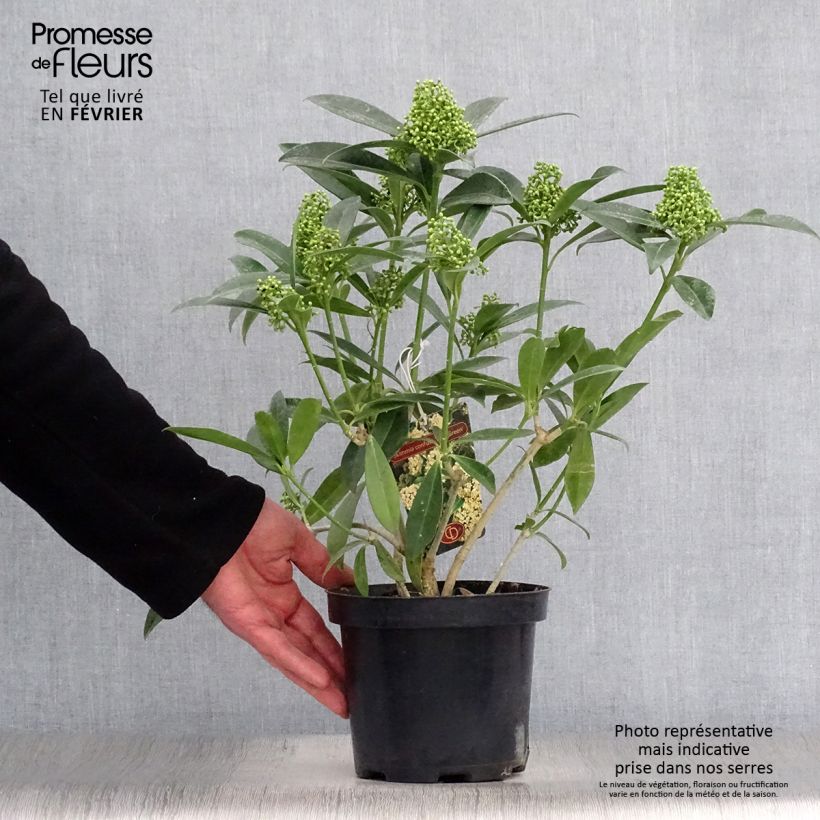 Spécimen de Skimmia japonica Kew Green Pot de 2L/3L tel que livré en hiver