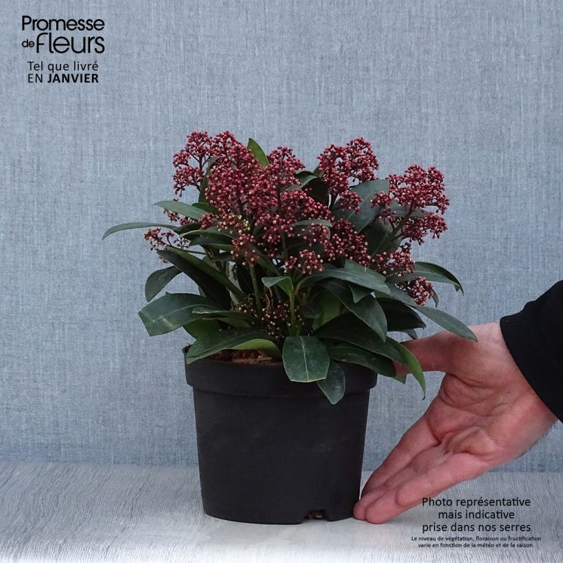 Spécimen de Skimmia japonica Rubella Pot de 12 cm / 13 cm tel que livré en hiver