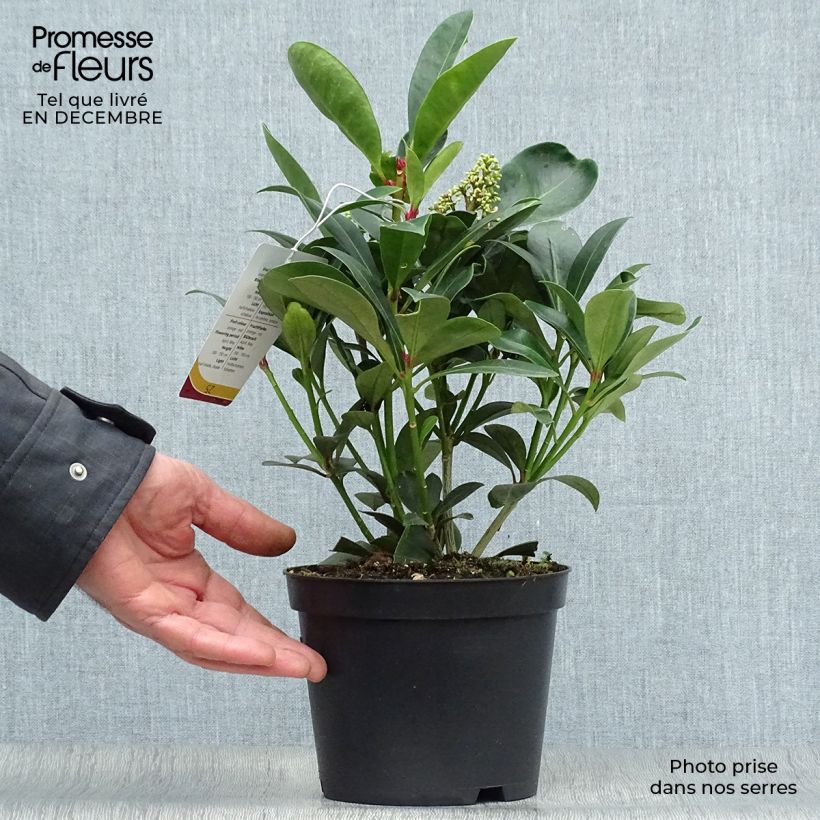 Spécimen de Skimmia japonica Veitchii Pot de 2L/3L tel que livré en hiver