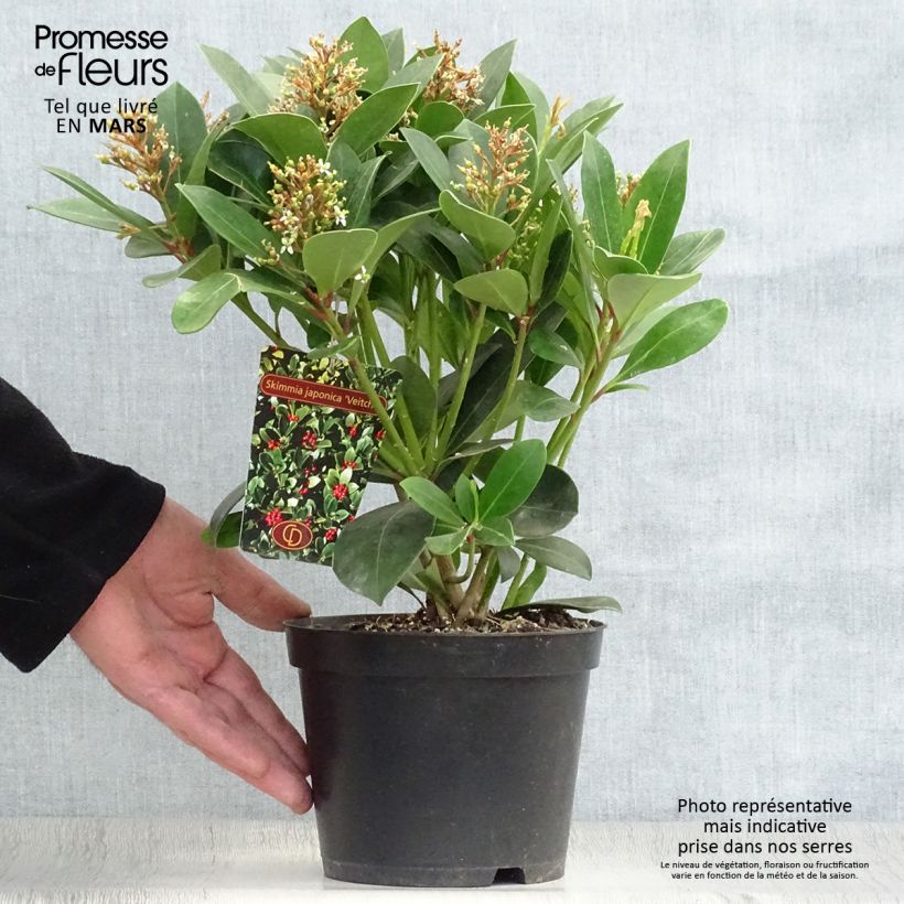 Spécimen de Skimmia japonica Veitchii Pot de 2L/3L tel que livré au printemps