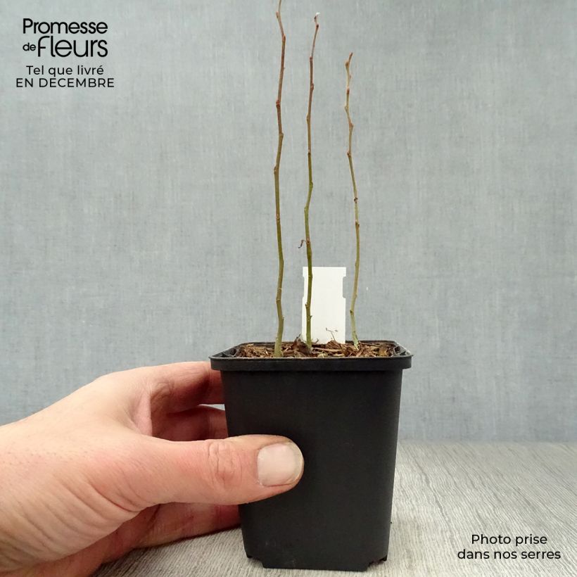 Spécimen de Smilacina racemosa Godet de 8/9 cm tel que livré en hiver