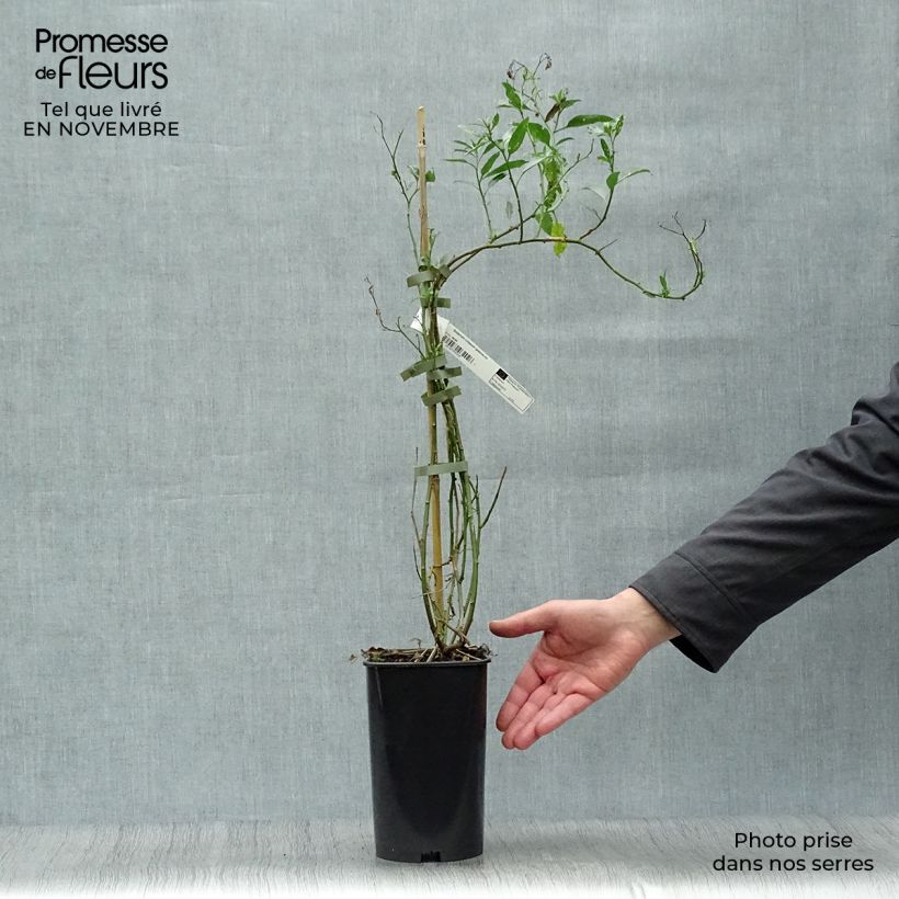 Spécimen de Solanum crispum Glasnevin Pot de 2L/3L tel que livré en automne