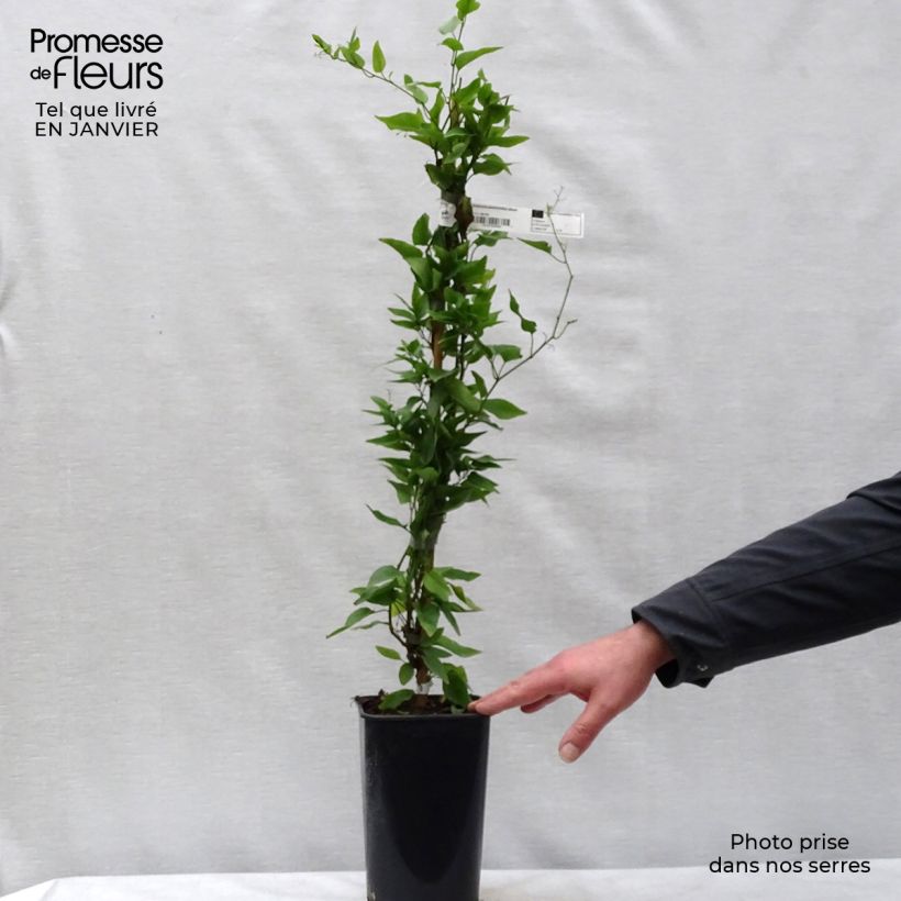 Spécimen de Solanum jasminoides Album Pot de 2L/3L tel que livré en hiver