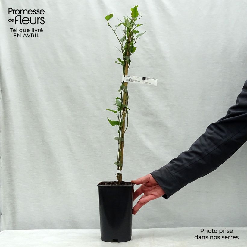 Spécimen de Solanum jasminoides Album Pot de 2L/3L tel que livré au printemps