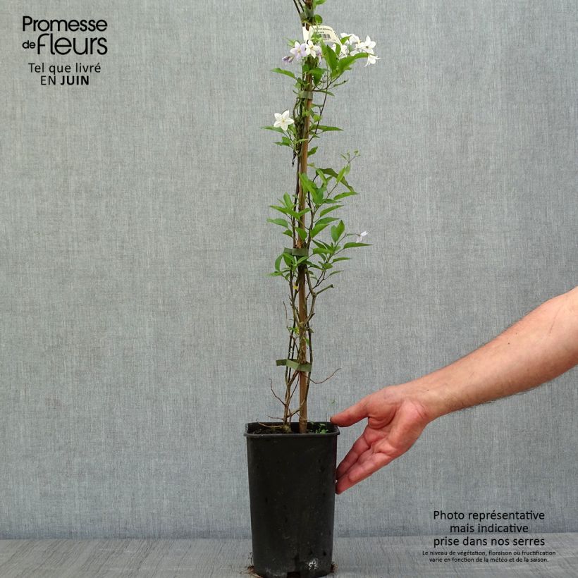 Spécimen de Solanum jasminoides Bleu - Morelle faux-jasmin Pot de 2L/3L tel que livré au printemps