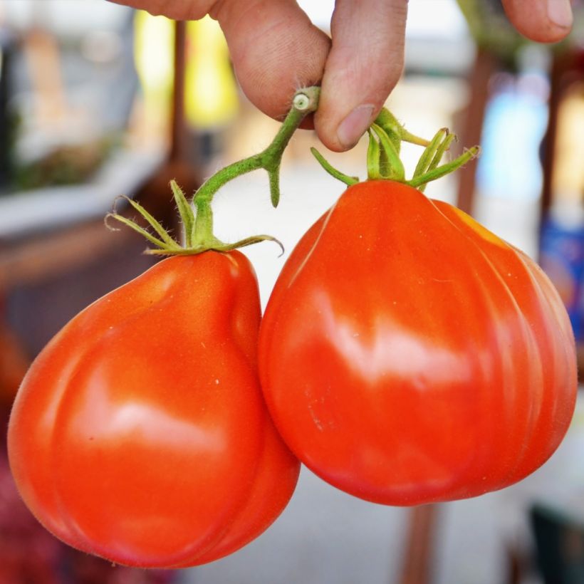 Tomate Liguria Bio - Ferme de Sainte Marthe (Récolte)