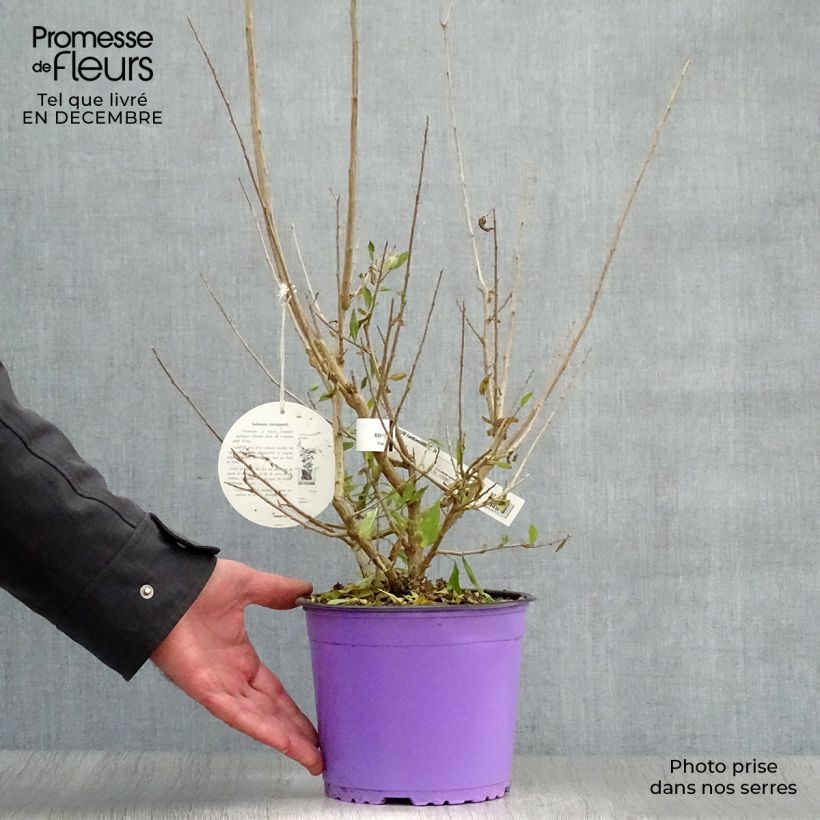 Spécimen de Solanum rantonnetii - Gentiane en Arbre Pot de 3L/4L tel que livré en hiver