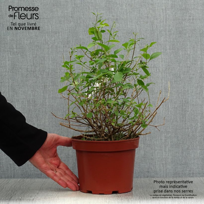 Spécimen de Solanum rantonnetii - Gentiane en Arbre Pot de 3L/4L tel que livré en automne