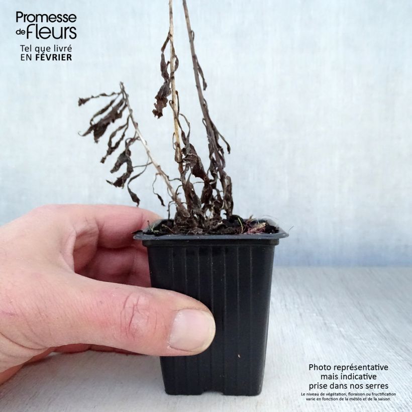 Spécimen de Solidago Gold King - Verge d'or Godet de 7/8 cm tel que livré en hiver