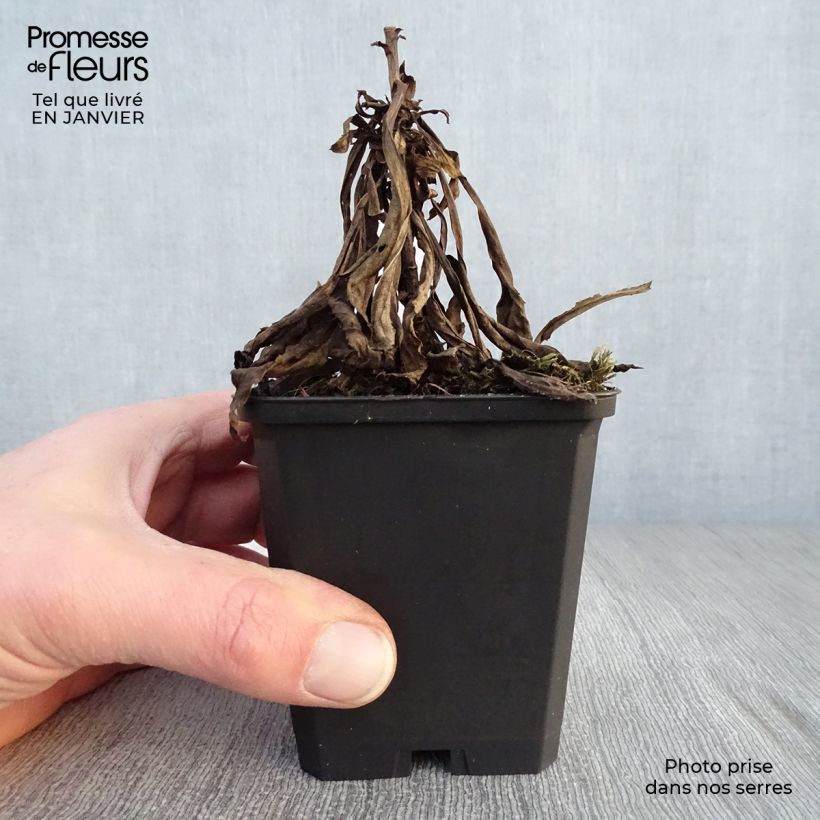 Spécimen de Solidago Golden Mosa - Verge d'or Godet de 8/9 cm tel que livré en hiver