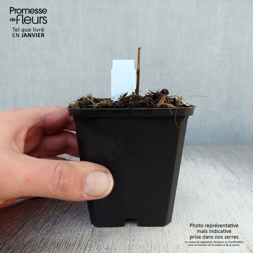 Spécimen de Solidago Strahlenkrone - Verge d'or Strahlenkrone Godet de 8/9 cm tel que livré en hiver