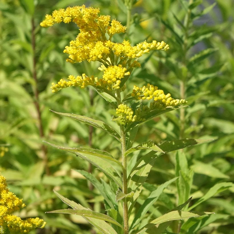 Solidago canadensis Golden Baby - Verge d'or du Canada (Port)
