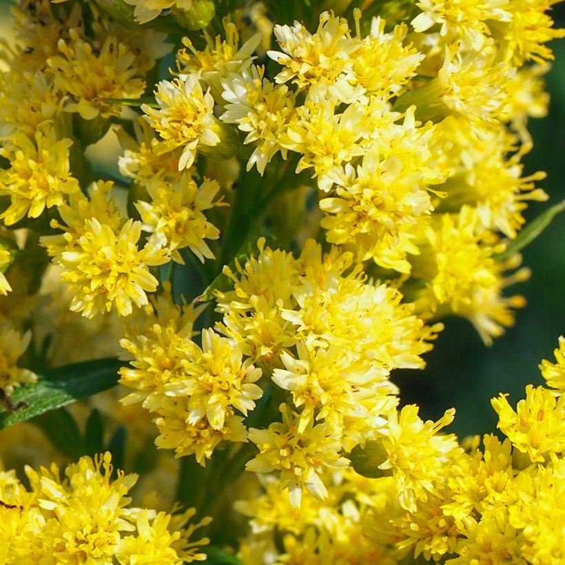 Solidago canadensis Golden Baby - Verge d'or du Canada (Floraison)