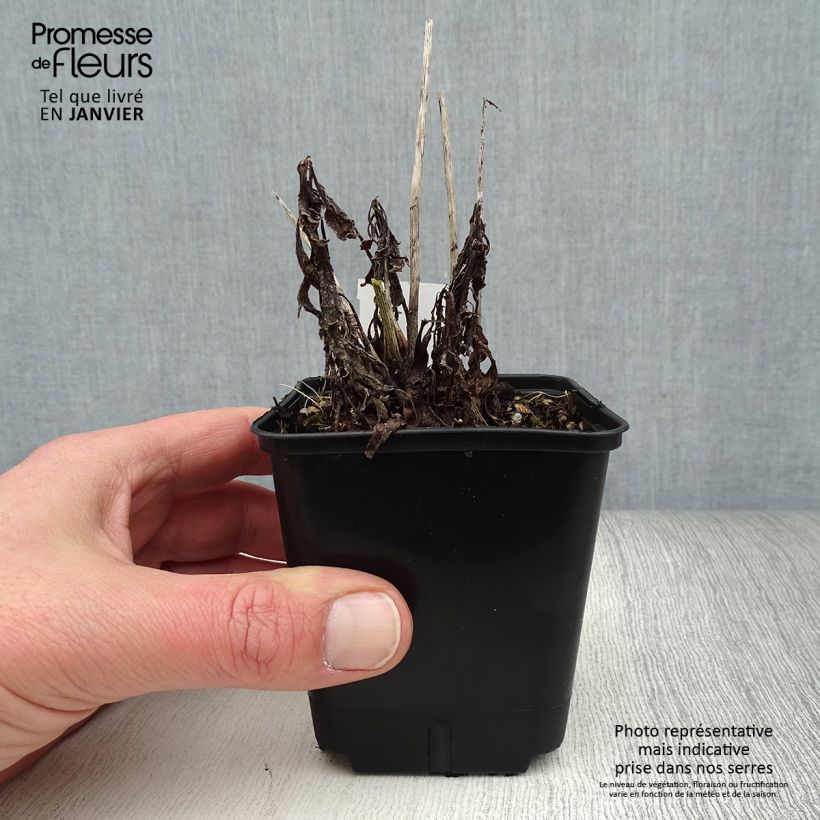 Spécimen de Solidago canadensis Golden Baby - Verge d'or du Canada Godet de 8/9 cm tel que livré en hiver